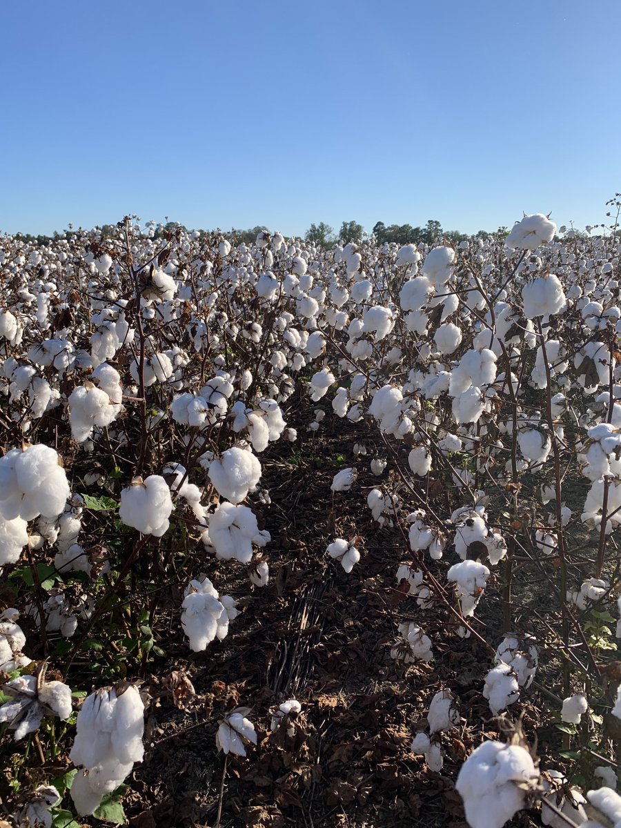 Tomorrows the day! Excited to share that I’ll be taking over the <a href="/BASFAgProducts/">BASF AgSolutions US</a> account for the day as we plant Stoneville plots in Georgia. Who’s ready to talk some cotton?