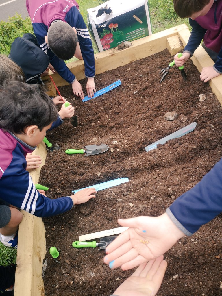 scoil_an's tweet photo. Stone age farming techniques combined with maths!
3rd class are sowing wheat seeds 7cm apart and 1cm deep. Independent teamwork got the job done.
History, geography, science, maths, teamwork and responsibility all in one lesson. 
#outdoorlearning #outdoorlearningireland https://t.co/PTEJFkj6Ha