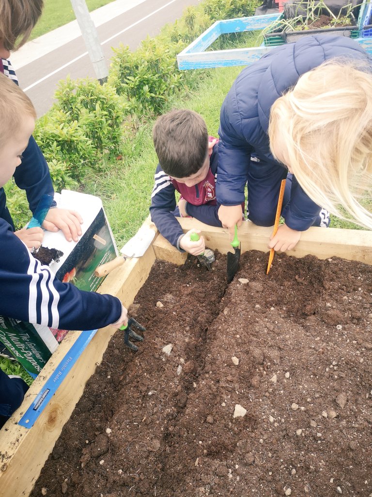 scoil_an's tweet photo. Stone age farming techniques combined with maths!
3rd class are sowing wheat seeds 7cm apart and 1cm deep. Independent teamwork got the job done.
History, geography, science, maths, teamwork and responsibility all in one lesson. 
#outdoorlearning #outdoorlearningireland https://t.co/PTEJFkj6Ha