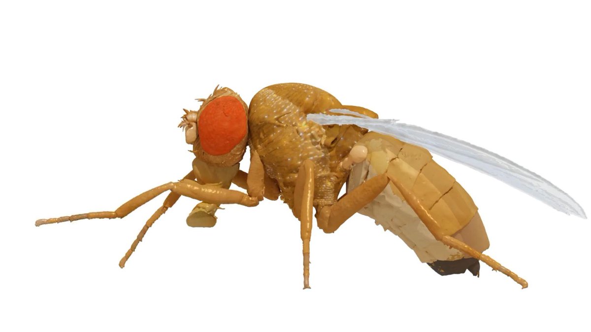 GIRCOR's tweet photo. 🤩☝️ #NeuroMechFly, ou quand @EPFL associe #biomécanique et #neurosciences pour créer un jumeau numérique en #3D d'une #drosophile
Des avancées à venir en #biomimétisme, #biorobotique et science tout simplement
https://t.co/ctmiBdmpSs https://t.co/7JP4AT8kN0