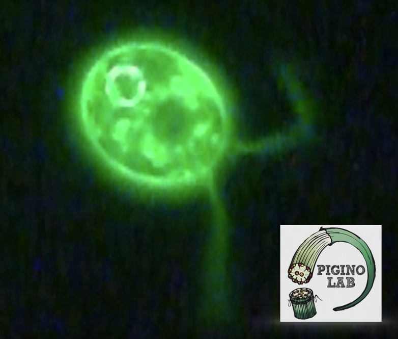 🚨 Cilia CRISPR-Cas9 Tech Job 🚨 
Join the Pigino Lab and become our Chlamy CRISPR expert. We have an exciting new method for direct gene knock-ins you can start with! 🧪🧫🧬#cilia #Chlamy #IFT #CRISPR #job
Click here 👉 careers.humantechnopole.it/o/senior-techn…
Please either apply or retweet! 😉