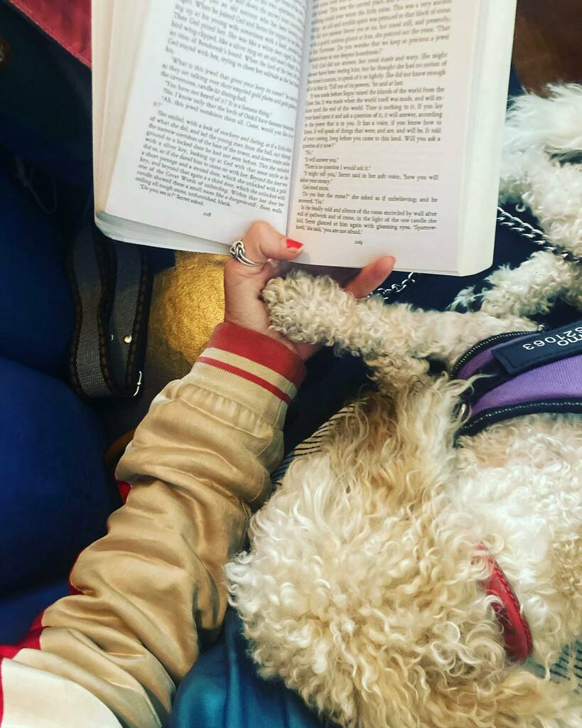 lucypapoosky's tweet photo. Get a dog who holds your hand when your book gets scary. 

#dogsofinstagram #poochonsofinstagram #poochon #poochonpuppy #puppiesofinstagram #cosmobrown #bichoodle #bichoodlesofinstagram #bichoodlepuppy @cosmo_brown_the_pup https://t.co/iZuLU6OiS4 https://t.co/lMuRRgI96b