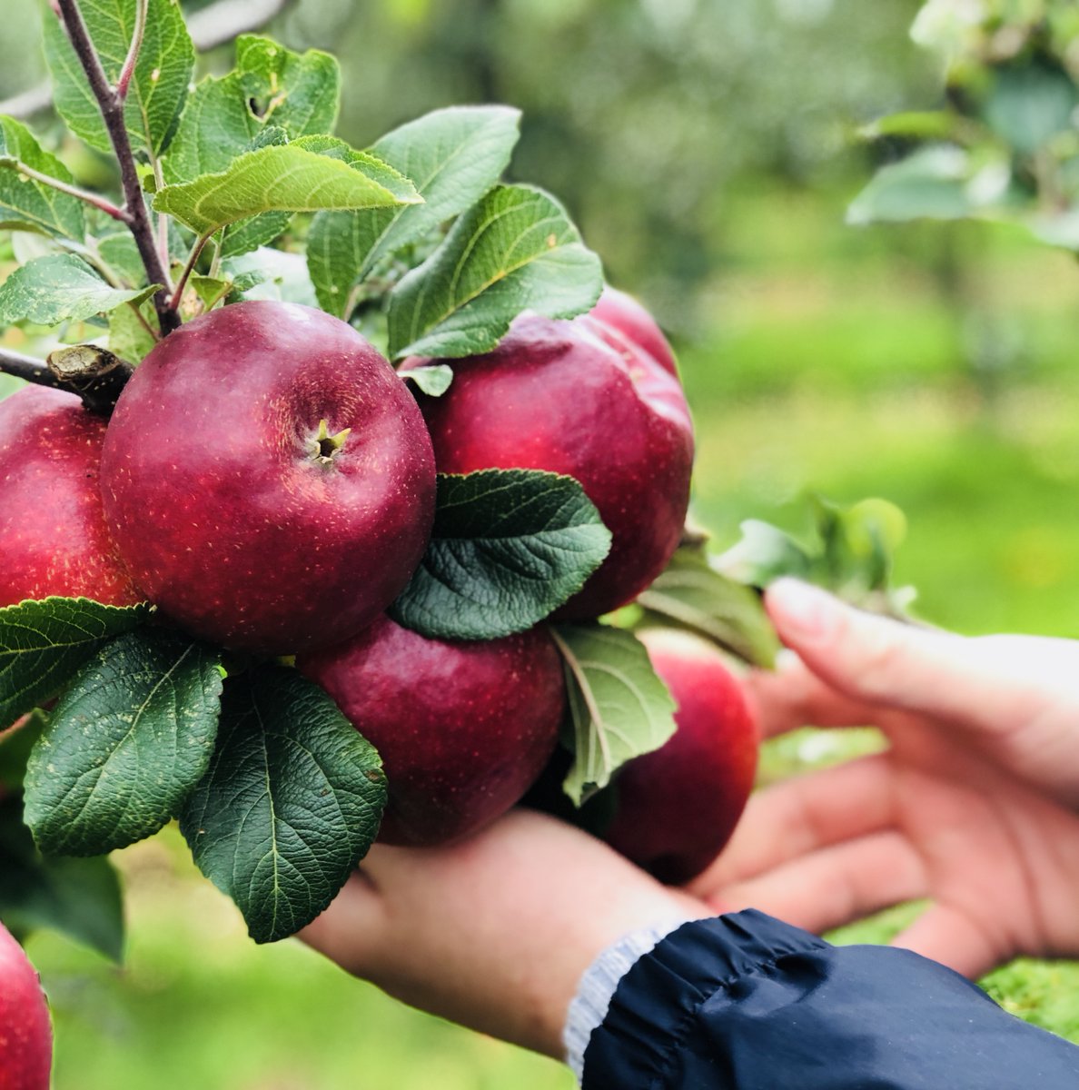 attyflinestate's tweet photo. 100 days away from picking our first apples of the new season! https://t.co/CmZDRxgq8G