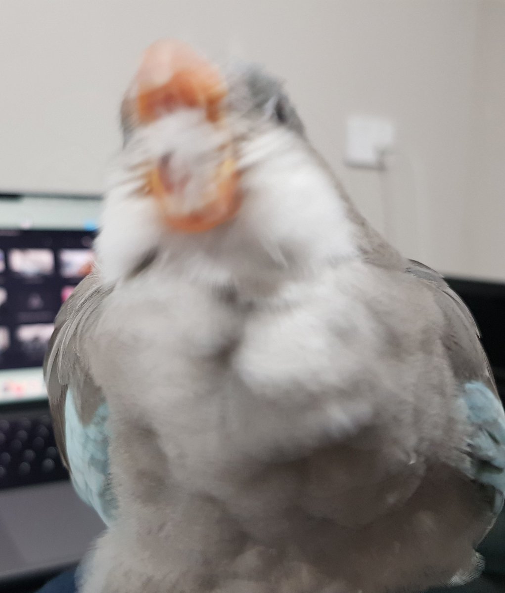 feralbutcute's tweet photo. AAAAA GET THIS FLUFF AWAY FROM ME!!!!! https://t.co/zkgCUvFiYy