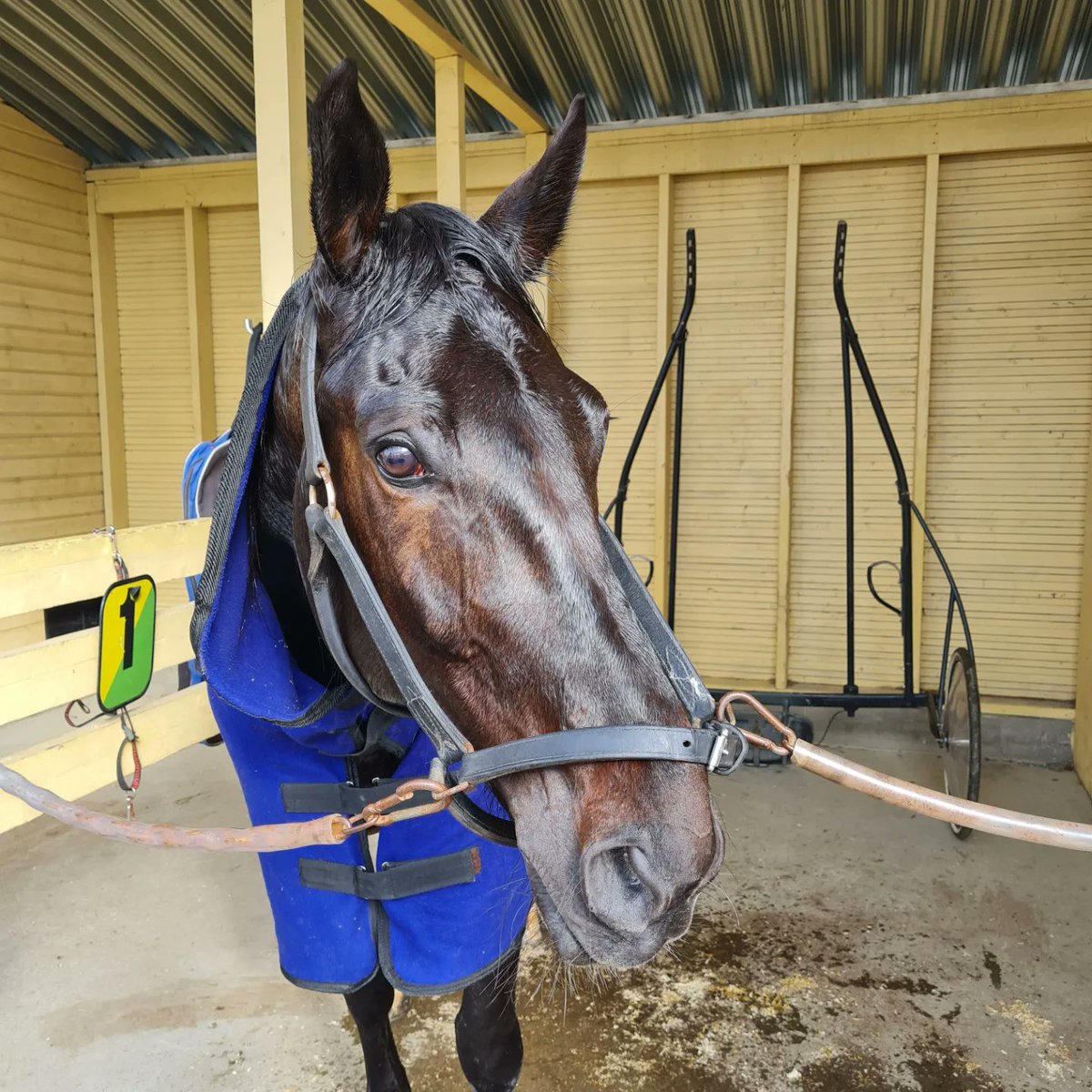HalonenJarna's tweet photo. <3 #läpimeni #kymppiveeontäällätaas #ravit #wheelieawake #Viljo #miunlinnunlahti https://t.co/cXSstp5Do2