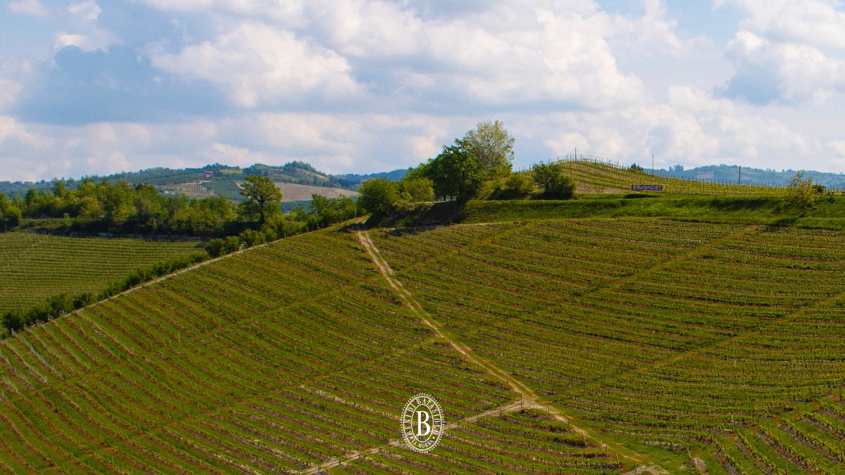 batasiolovini's tweet photo. Il vigneto Boscareto verso il castello di Serralunga d'Alba accoglie le uve da Moscato d'Asti DOCG, da cui il nome Bosc Dal Rei. https://t.co/r8AyxWLNq2