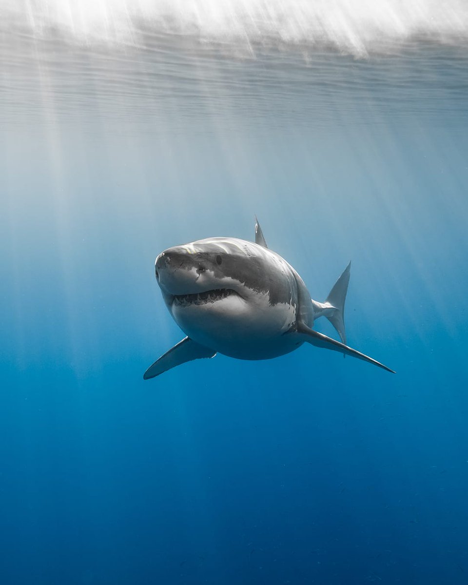 GeorgeProbst's tweet photo. Sunlight shines down on Guadalupe white shark Paul Walker off the coast of Mexico's Isla de Guadalupe. https://t.co/w7PZm2YVA1