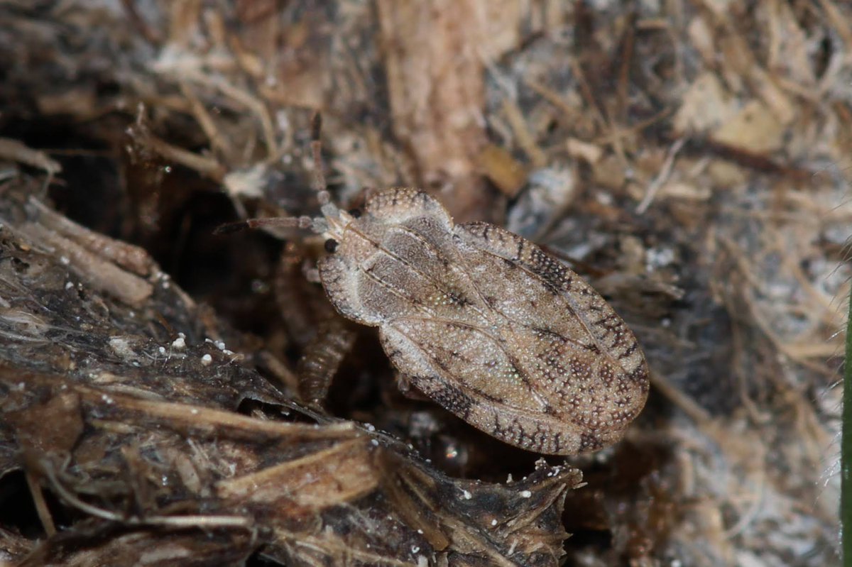 LydiaJaneMartin's tweet photo. Impressive ca(moo)flage 💩 

Lacebug (Tingis sp.) blending right in with yesterday's meadow. 

#entomology #lacebug #ukwildlife https://t.co/ErK4qpkgkU