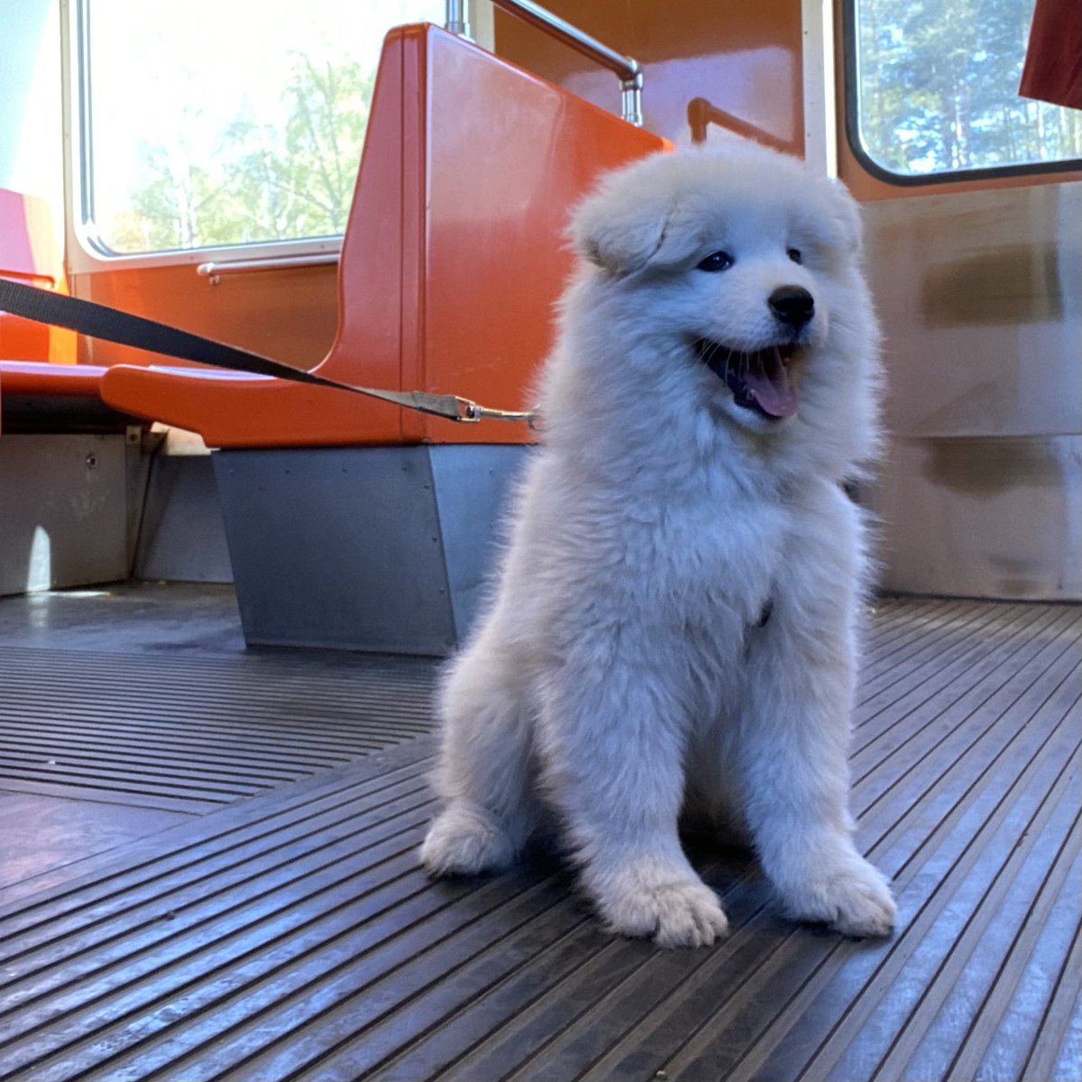 SamojediTiko's tweet photo. I’m a city dawg so I gotta practice riding the metro 🚇 #samoyed #samoyedpuppy #puppytraining #puppylife #samojedi #koiranpentu #pentuelämää https://t.co/xRKr0NTYYg