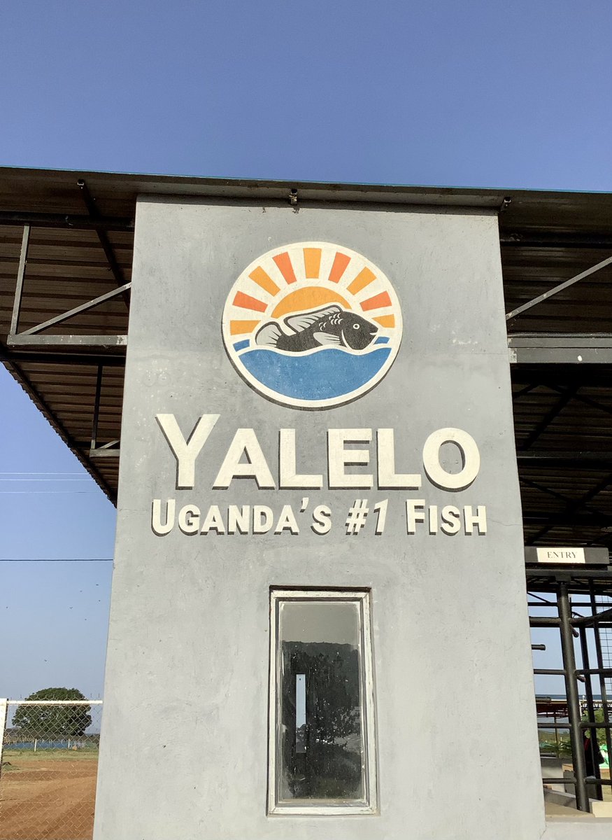 This afternoon we visited Yalelo. This (partly) 🇳🇱 DGGF funded fish farm produces tilapia for the local market &amp; for export. They provide jobs and livelihood to > 700 people; a clear example of the great possibilities 🇺🇬 has to offer for food producing and processing companies.