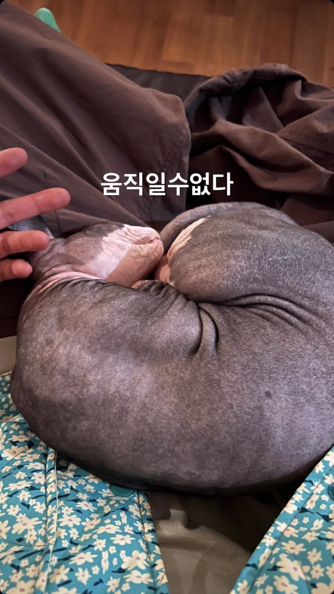 [TRANS] Mino IG story: I can’t move

LOL he’s probably too scared to wake Rei up🥺🥺 #MINO #송민호