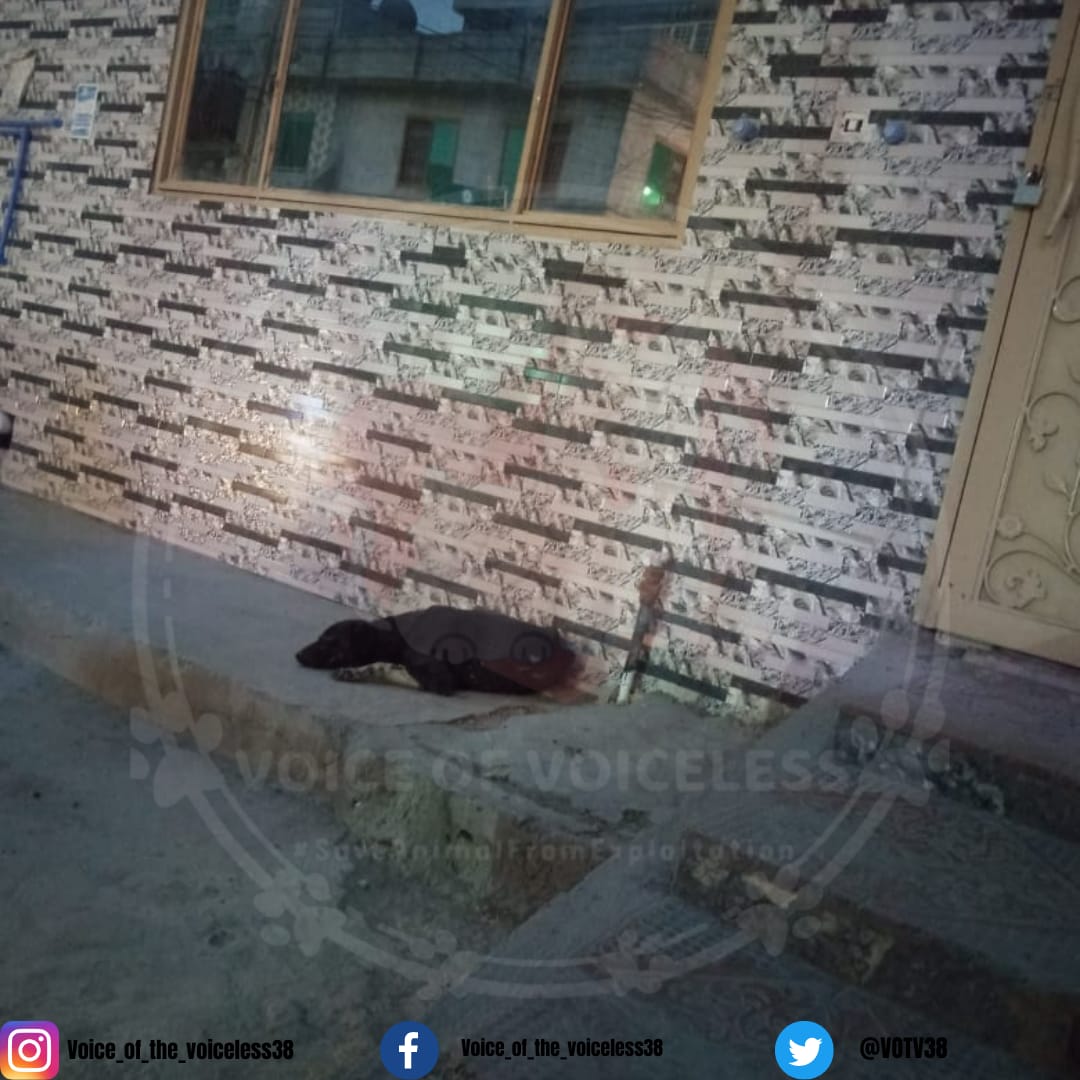 VOTV38's tweet photo. Never think that animals suffer less than people. They are in the same misery as we are. Worse, they can't help themselves.
#VoiceOfTheVoiceless #SaveAnimalsFromExploitation #HopeForAnimals https://t.co/3OCbGsliy2