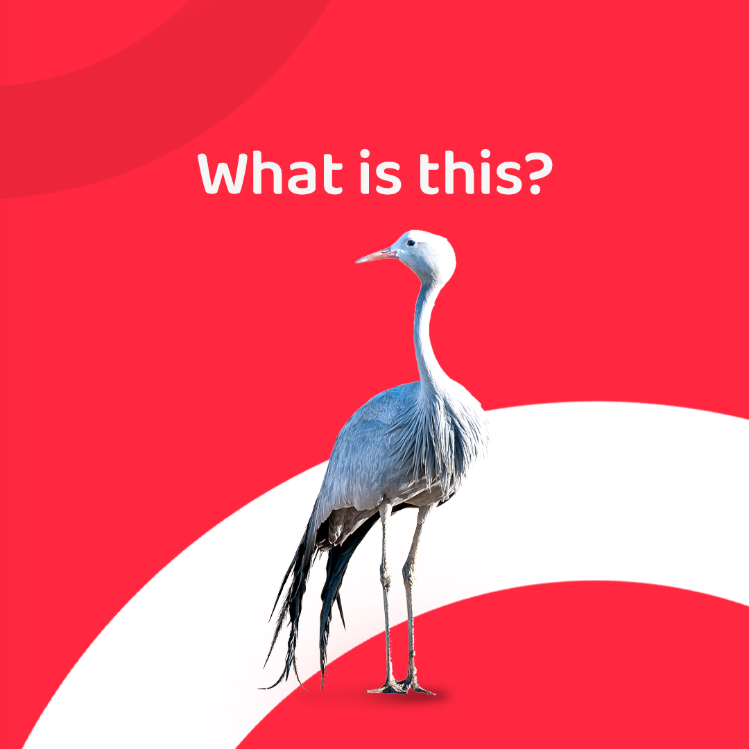 We're curious and we want you to help us in answering these! 🤔

WHAT IS THIS? Retweet your answers and win ALCS 🤑

Shop from Airlift today: link.airliftexpress.com/k8w3pEkZ4pb

T&amp;C

 #Airlift #MakesLifeEasier #giveaway #whatisthis
