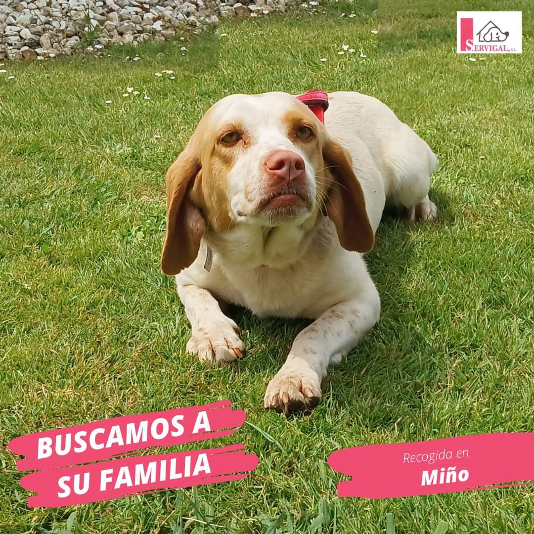 AnimalesMino's tweet photo. 🚨PERRITA PERDIDA🚨

🐶 Hoy hemos recogido a esta perrita sin chip en #Miño.

👀¿Las reconocéis?

📌 Se encuentra en nuestras instalaciones de Limiñón (#Abegondo).

Comparte esta publicación y nuestro número de teléfono ☎ 981 67 90 83 ☎ 

¡Se agradece difusión!

#perraperdida https://t.co/bRh59SN4Ml
