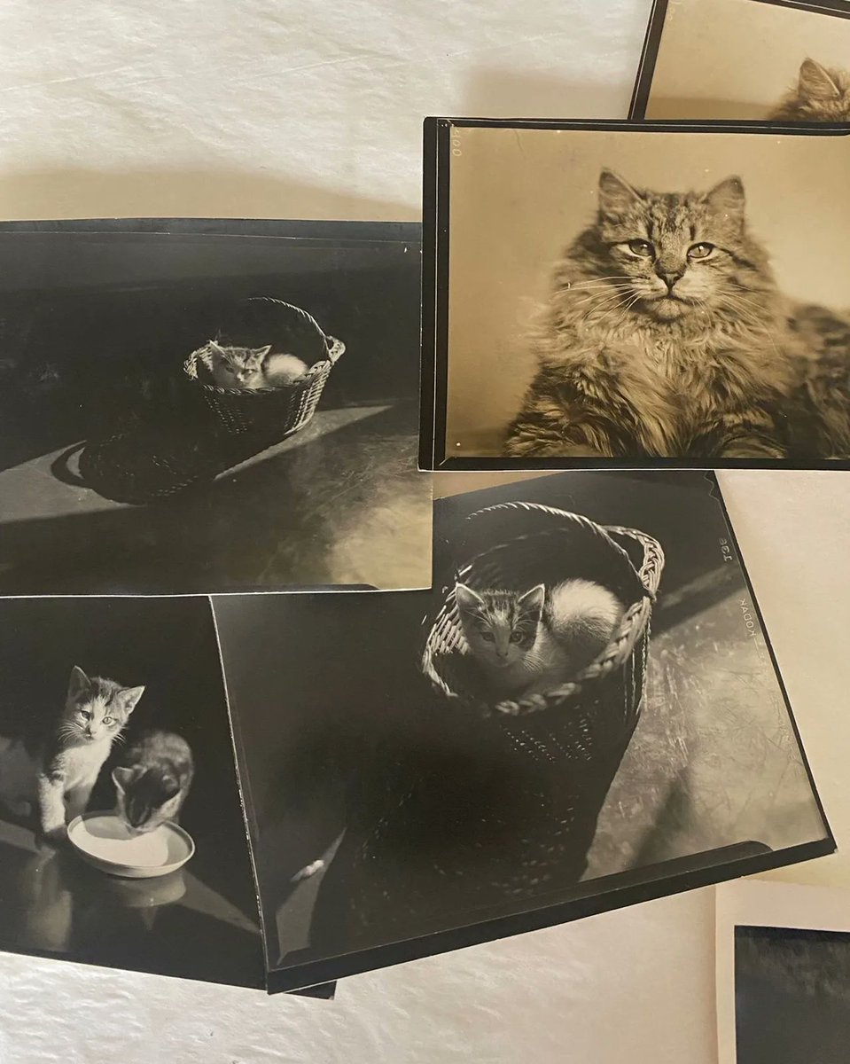 NThardmanshouse's tweet photo. "Say treats!" Portraits aren't just for people, the Hardmans were commissioned to take pet portraits too. πΎ
Last week, our volunteers carefully cleaned and rehoused these wonderful contact prints as part of our work to protect more of the collection. #HardmansUnpacked https://t.co/AUW4D2jJsR