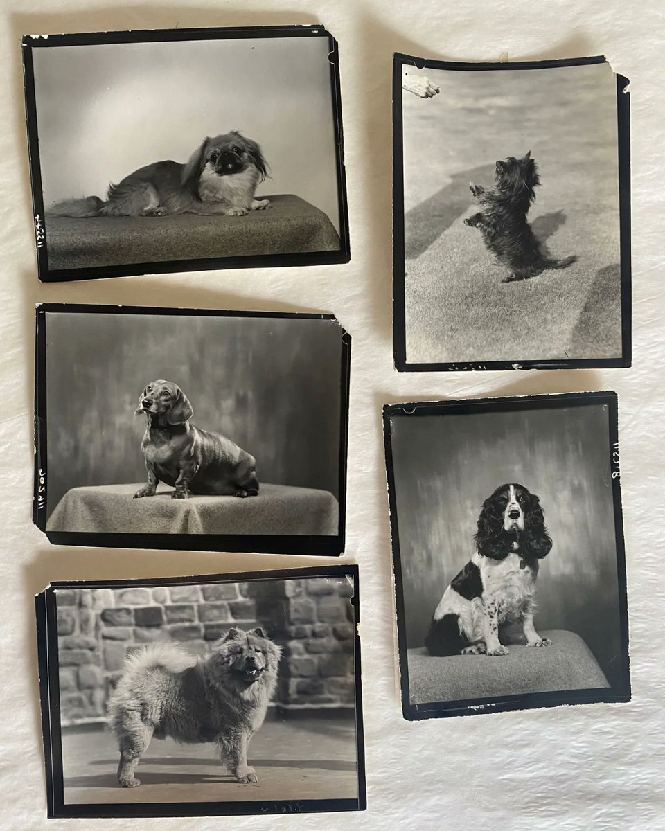 NThardmanshouse's tweet photo. "Say treats!" Portraits aren't just for people, the Hardmans were commissioned to take pet portraits too. πΎ
Last week, our volunteers carefully cleaned and rehoused these wonderful contact prints as part of our work to protect more of the collection. #HardmansUnpacked https://t.co/AUW4D2jJsR