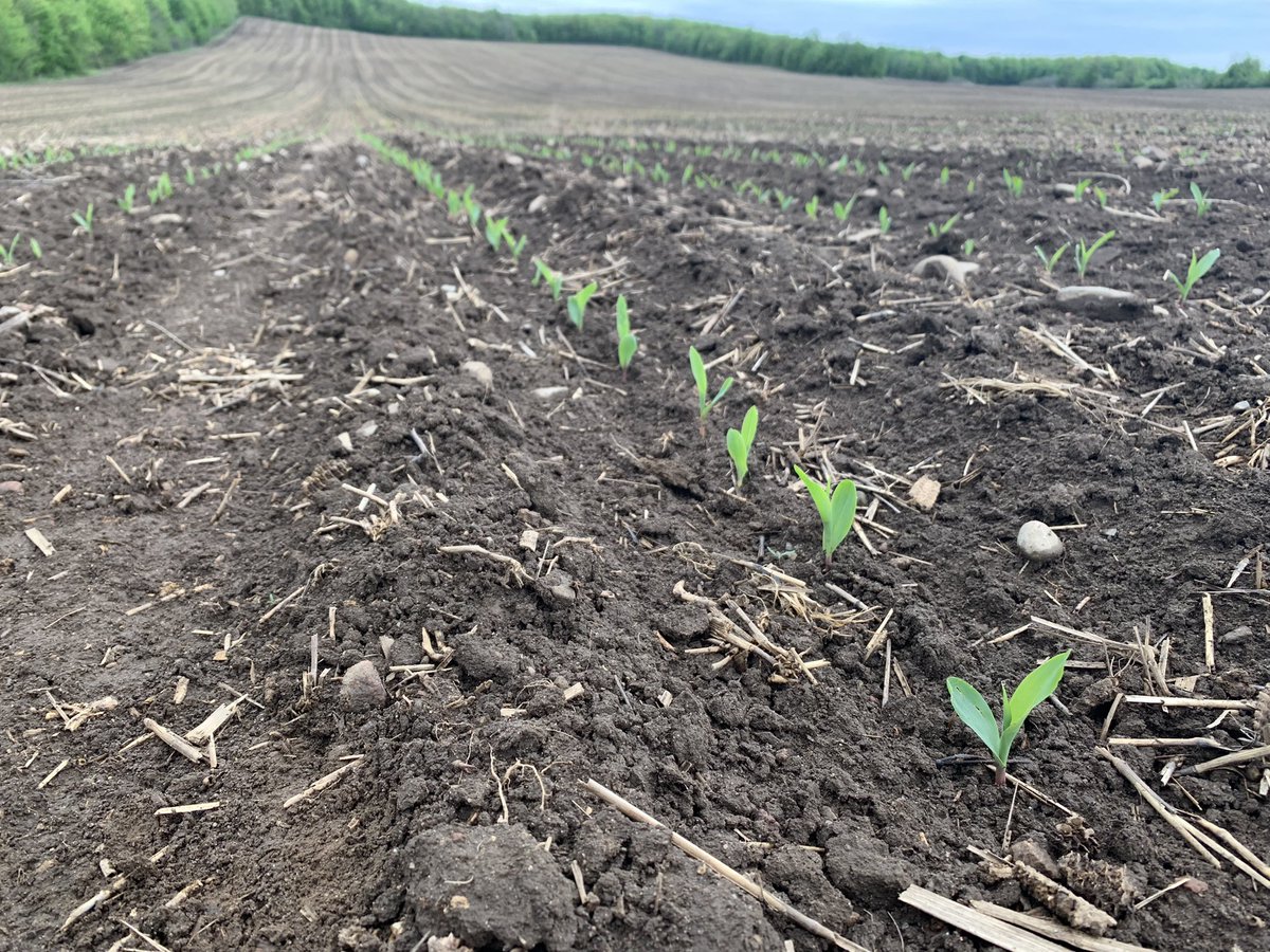 DKC46-40 looking happy after a little shower last night in Peterborough 🌽  <a href="/DEKALB_Canada/">DEKALB Canada</a>