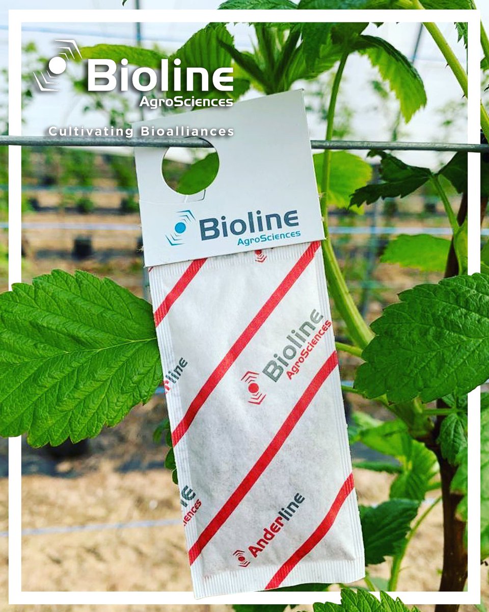 BiolineAgScNA's tweet photo. 👋 #Growers, are #spidermites & #broadmites threatening your #crops? 😬 #Anderline from #Bioline 🔹 can prevent these #plantpests, leaving your plant healthy and happy! 👍🪴 https://t.co/hhbPyaLKIh