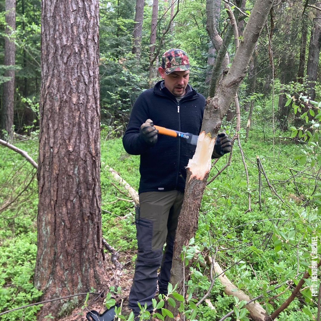 bergwaldprojekt's tweet photo. Die Spätblühende #Traubenkirsche will niemand im Bestand. Vielfältig sind die Versuche, sie einzudämmen, ist sie doch extrem stockausschlagsfreudig.
Wird sie umgeknickt und geringelt statt umgesägt fällt dieser Effekt etwas geringer aus, die NVJ erhält
einen #Vorsprung. https://t.co/BNTJnZpN3I