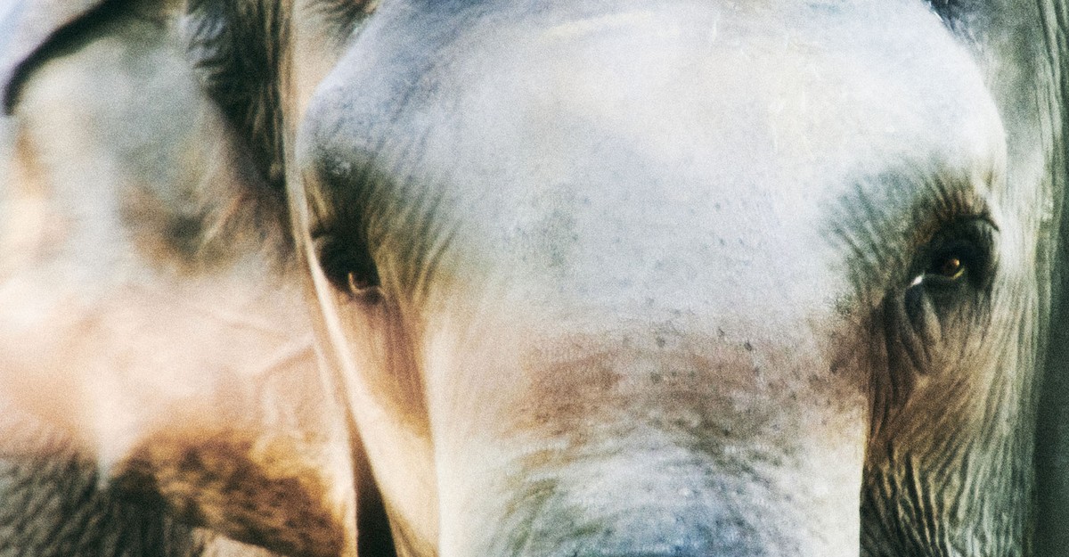 NonhumanRights's tweet photo. Via @TheAtlantic: “In the wild, Happy would have become pregnant for the first time around the age she was when she moved to [the Bronx Zoo]… She would have been living with daughters and granddaughters. Instead, she has no family at all.” #FreeHappy
https://t.co/fi2EgeMHp7 https://t.co/kYJgGeoW8M