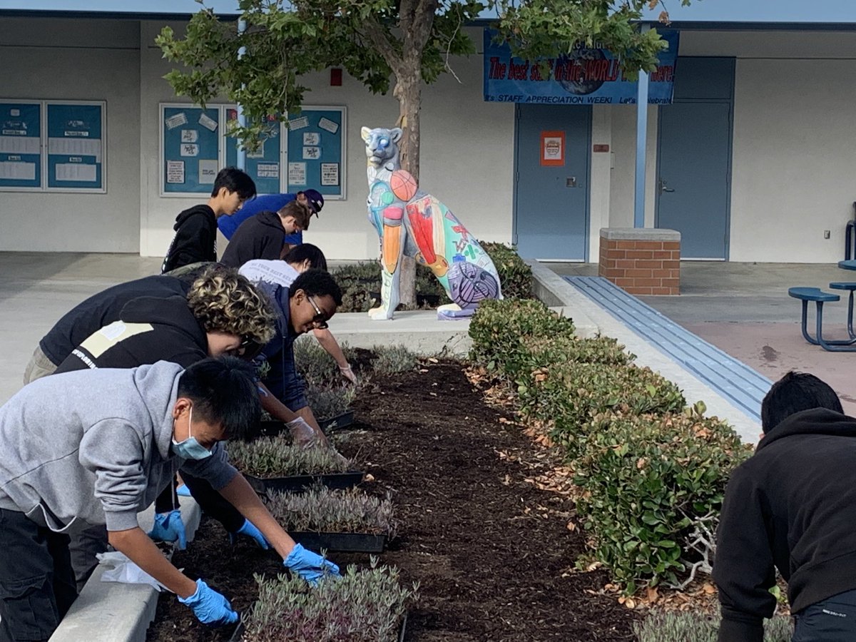 Our eighth graders are planting their legacy here at South Pointe.  Thank you Paul and the WVUSD grounds crew for helping us to make it happen. #SPMSTogether