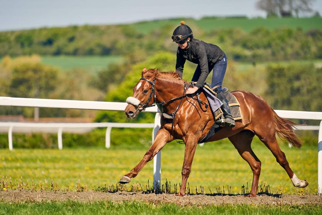 greenteamracing's tweet photo. Two-year-old colt Oyamal striding out nicely on the gallops @AndrewBalding2 🐎 🟢
#GreenTeamRacing #Oyamal https://t.co/ZI8gIBrVvw