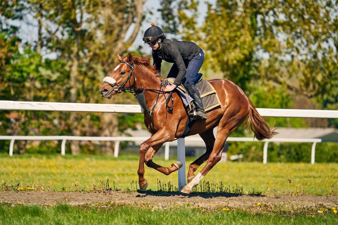greenteamracing's tweet photo. Two-year-old colt Oyamal striding out nicely on the gallops @AndrewBalding2 🐎 🟢
#GreenTeamRacing #Oyamal https://t.co/ZI8gIBrVvw