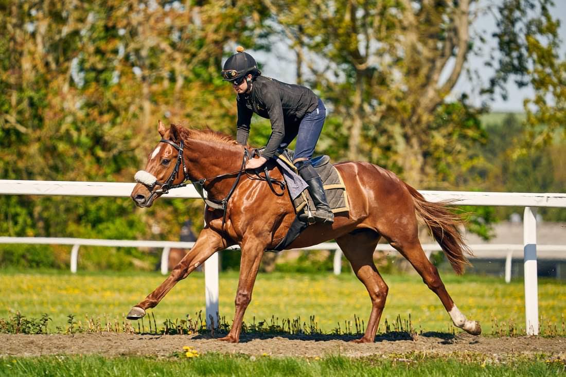 greenteamracing's tweet photo. Two-year-old colt Oyamal striding out nicely on the gallops @AndrewBalding2 🐎 🟢
#GreenTeamRacing #Oyamal https://t.co/ZI8gIBrVvw