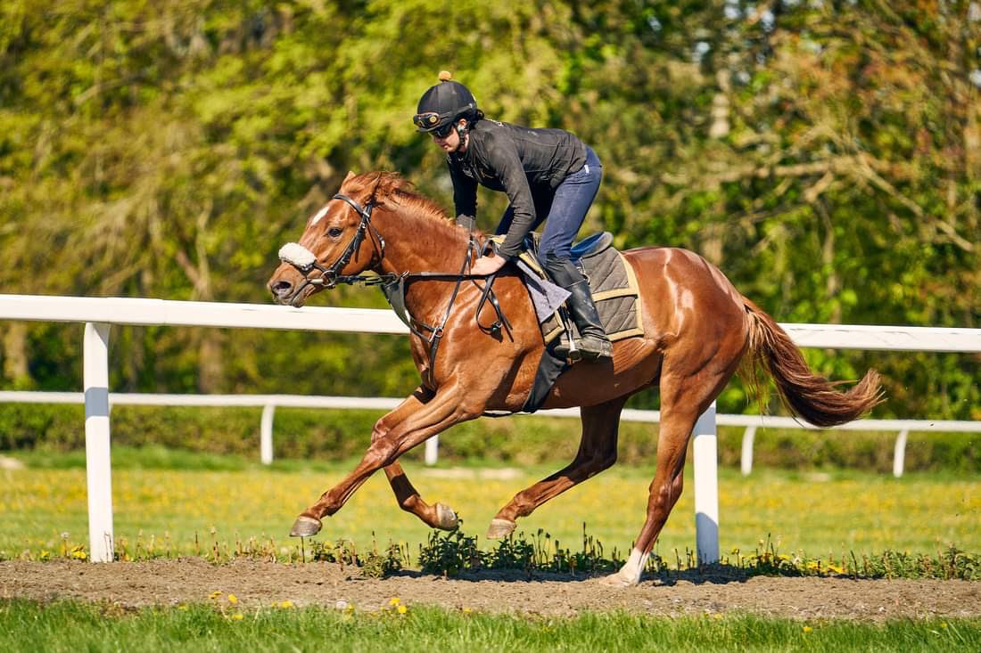 greenteamracing's tweet photo. Two-year-old colt Oyamal striding out nicely on the gallops @AndrewBalding2 🐎 🟢
#GreenTeamRacing #Oyamal https://t.co/ZI8gIBrVvw