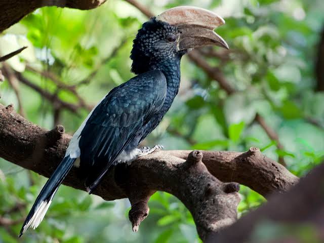 AfricaLaugh's tweet photo. Silver-cheeked Hornbil. #AdventurePics #WildPhotography #AfricaWildlife #MagicalKenya #ZuruKenyaParks https://t.co/XRmKMkPPkf