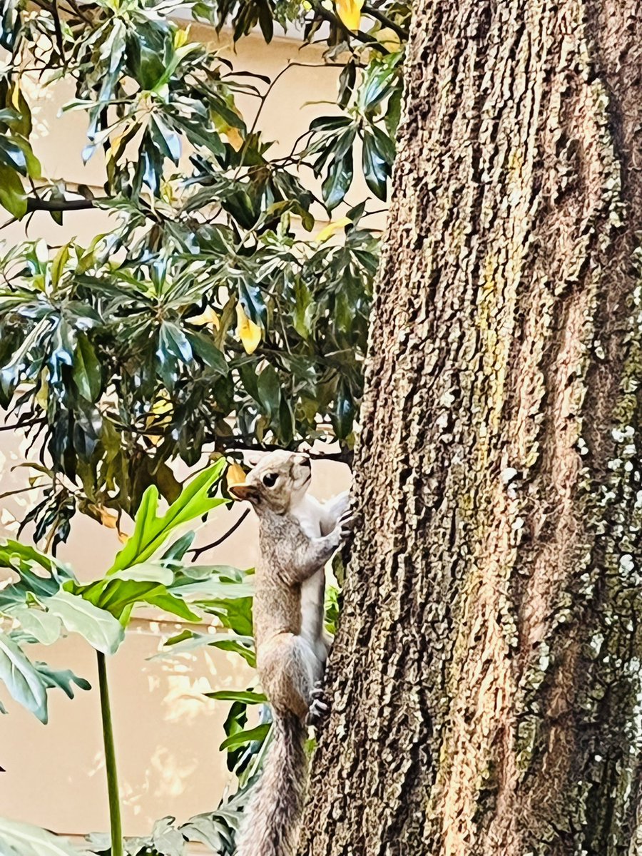 SSA_NFT's tweet photo. Happy Monday !!

Don’t sleep on these Squirrels!! 😴

We are highly engaged NFT community of intelligence. 🐿

We don’t back down, when us comes to our #Squirrelfamily #squirrelworld #NFTCommunity #SolanaNFTs #SolanaCommunity 

Plus we are adorable ☺️ get yours now!! https://t.co/pO9BbLgUNn