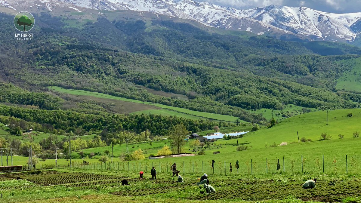 MyForestArmenia's tweet photo. ๐จโ๐พ Maintenance works at the nursery.
This is one of the strongest guarantees for healthy and viable seedlings ๐ฑ
#MyForestArmenia #GugarkNursery #PlantTreesForLife #pineseedlings #Reforestation https://t.co/tDsbKzpNnw