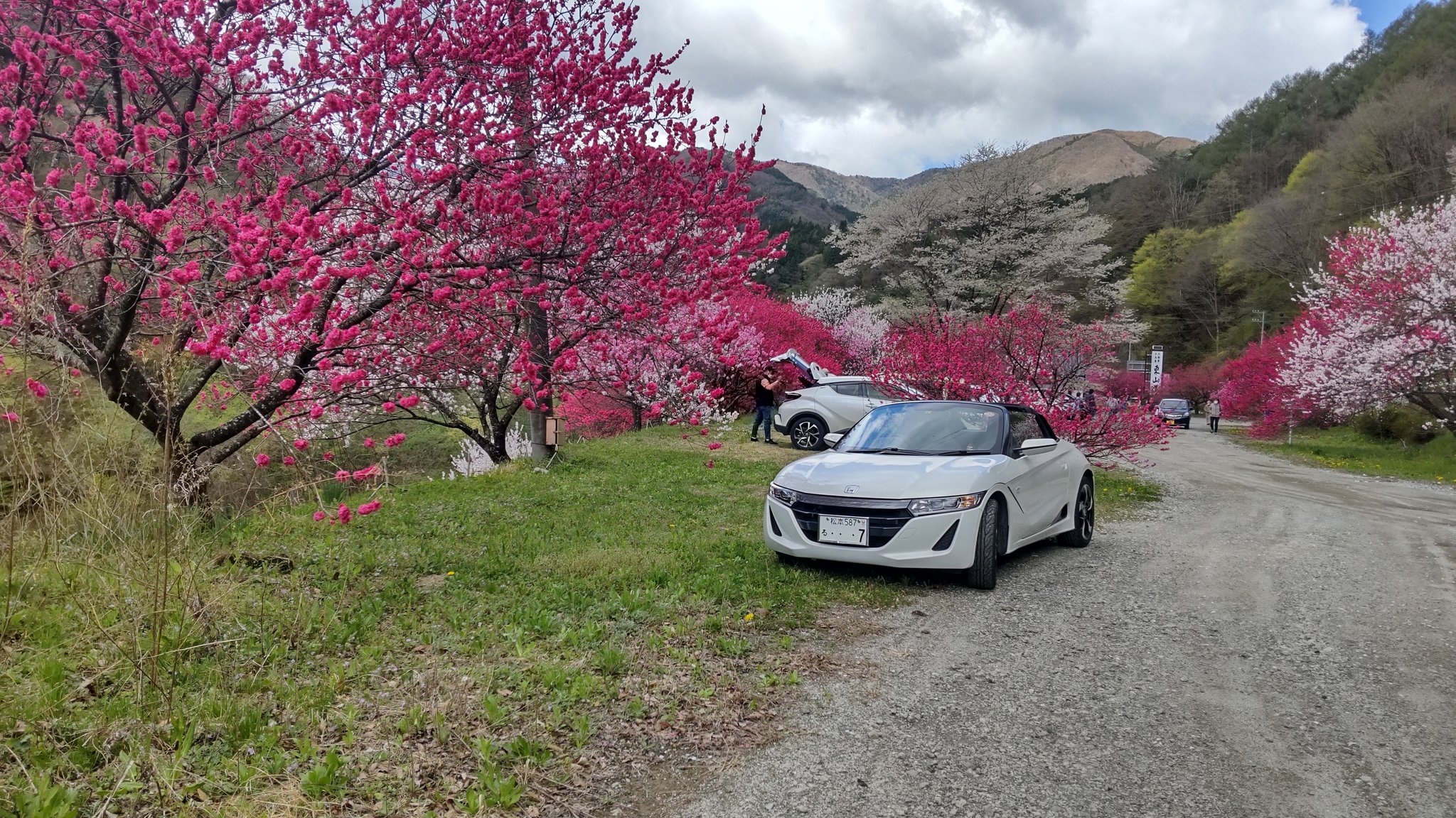 やざわさん No ７ パート これを見た人は木に囲まれた写真をあげろ 花桃の木に囲まれて気を良くしてます T Co 4jg1agtgvl Twitter