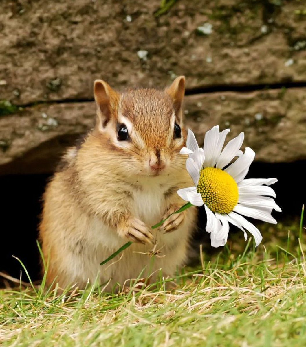 ai_azman's tweet image. Happy New Week to you too #Balandis  🌹💞😊