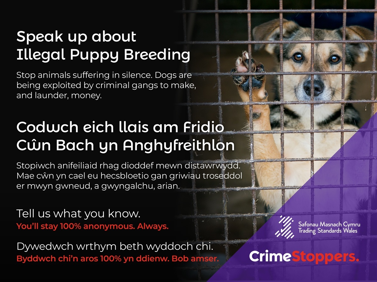 wrexhamcbc's tweet photo. Let's put an end to illegal puppy breeding

Residents and businesses are being urged to speak up about illegal puppy breeding and report it anonymously to Crimestoppers. 👉  https://t.co/sXl9ZHPULp https://t.co/Ms0VtAQlQM