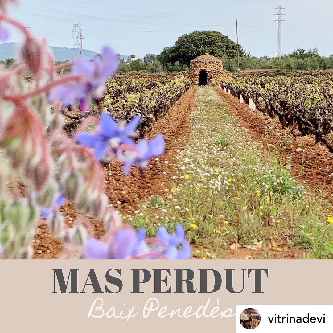 FincaMasPerdut's tweet photo. Petit resum de Mas Perdut en imatges!! Gràcies a Natalia Boada (@vitrinadevi a IG) seguiula! Es una crack en màrketing i comunicació!! #masperdutlifestyle #santaoliva #baixpenedes #vinsambamor #vinsdautor #lowintervention #limitededition #rawine #naturalwine #vinatural https://t.co/jqvznK5teb
