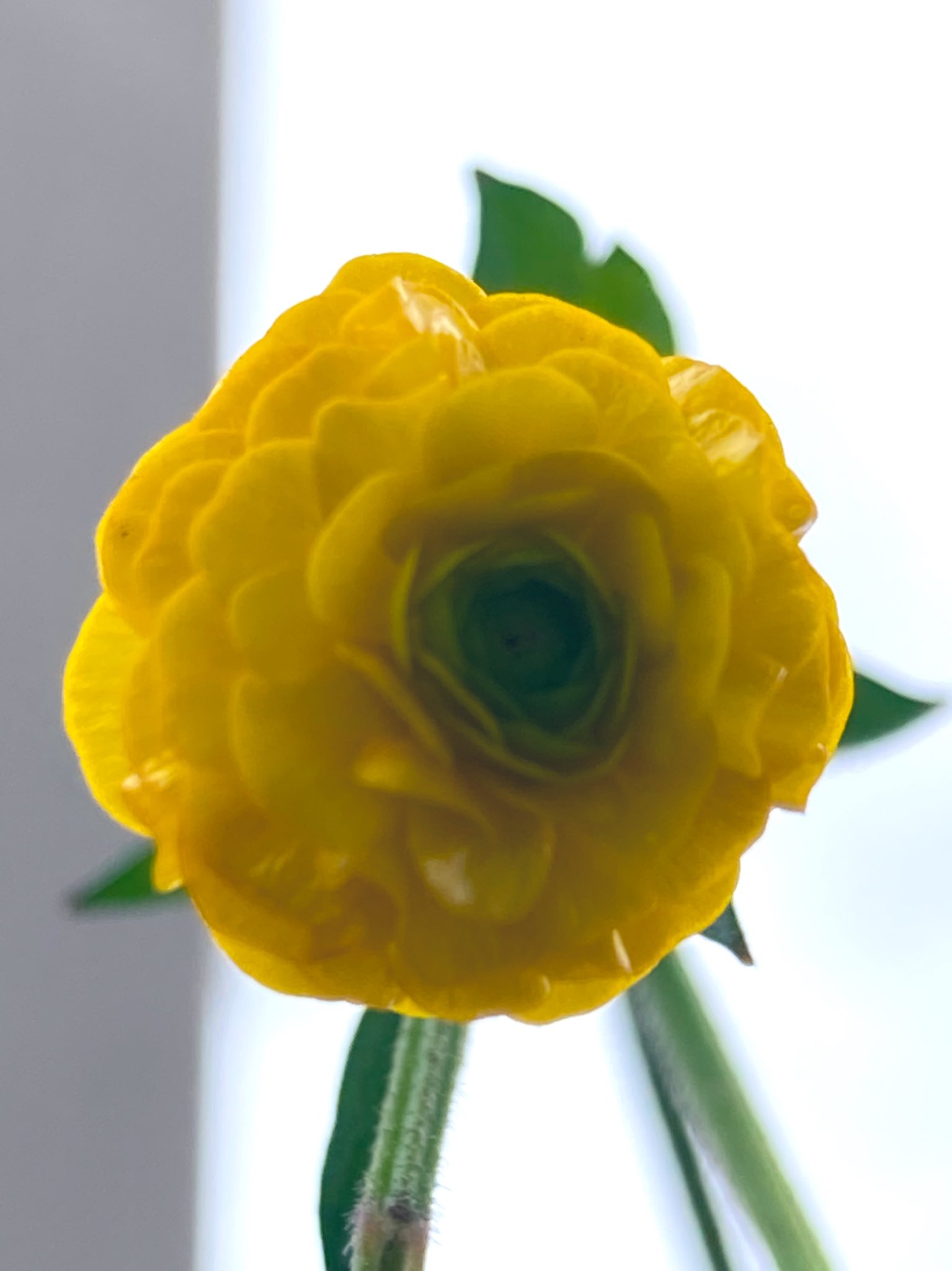 あかり 花は ラナンキュラス 花言葉は 優しい心遣い 花を追いかけて 季節を渡る 一度絶えたこの花の群生地 やっと一株見つけて保護した 花に興味がない人から見たら 雑草でも 花の好きな物に とっては宝物 人それぞれ考えは違うもの 花が好きな人と