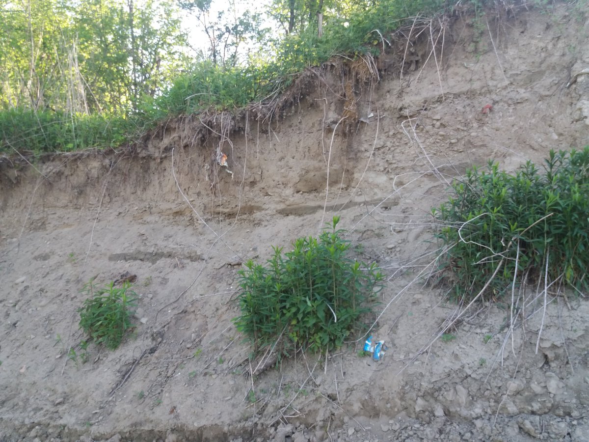 Maciej Liro tweet media