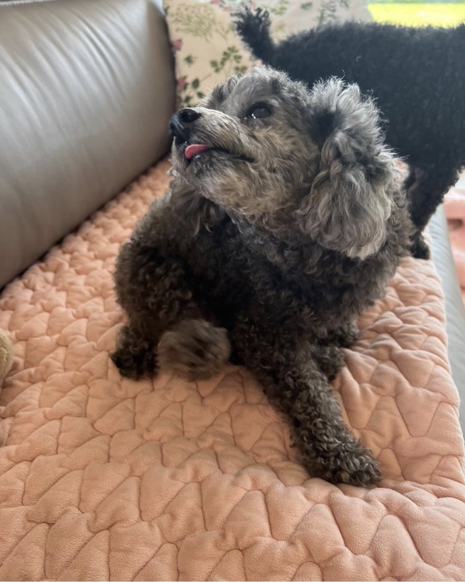 DohKyungsooINA's tweet image. [PIC] 220516 Foto terbaru Meokmul &amp;amp; Hoochoo 🥰

Via kyungjasooo 

#엑소디오 #도경수 #디오 #DO (D.O.) #KYUNGSOO