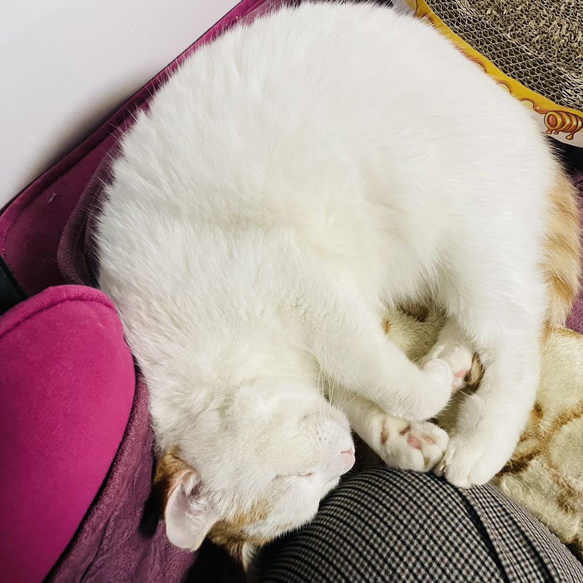 PlinPum's tweet photo. uu🤤🤤🤤 https://t.co/LReV6IwYh8