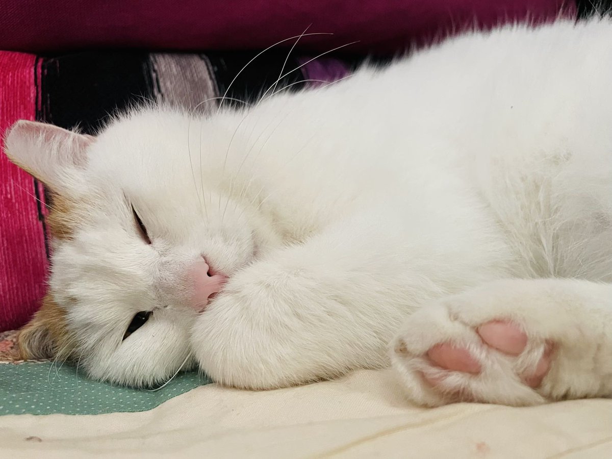 PlinPum's tweet photo. uu🤤🤤🤤 https://t.co/LReV6IwYh8