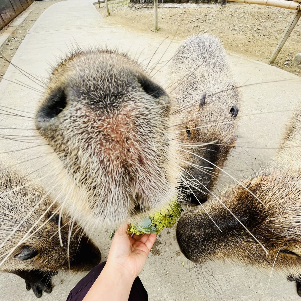 カピバラさん達が

ロマネスコをむしゃむしゃ🎵

美味しすぎて一瞬で完食!🤤

もっと食べたいよー🍚🍚🍚

#カピバラ #大好物 #お食事 #ハーベストの丘 #動物