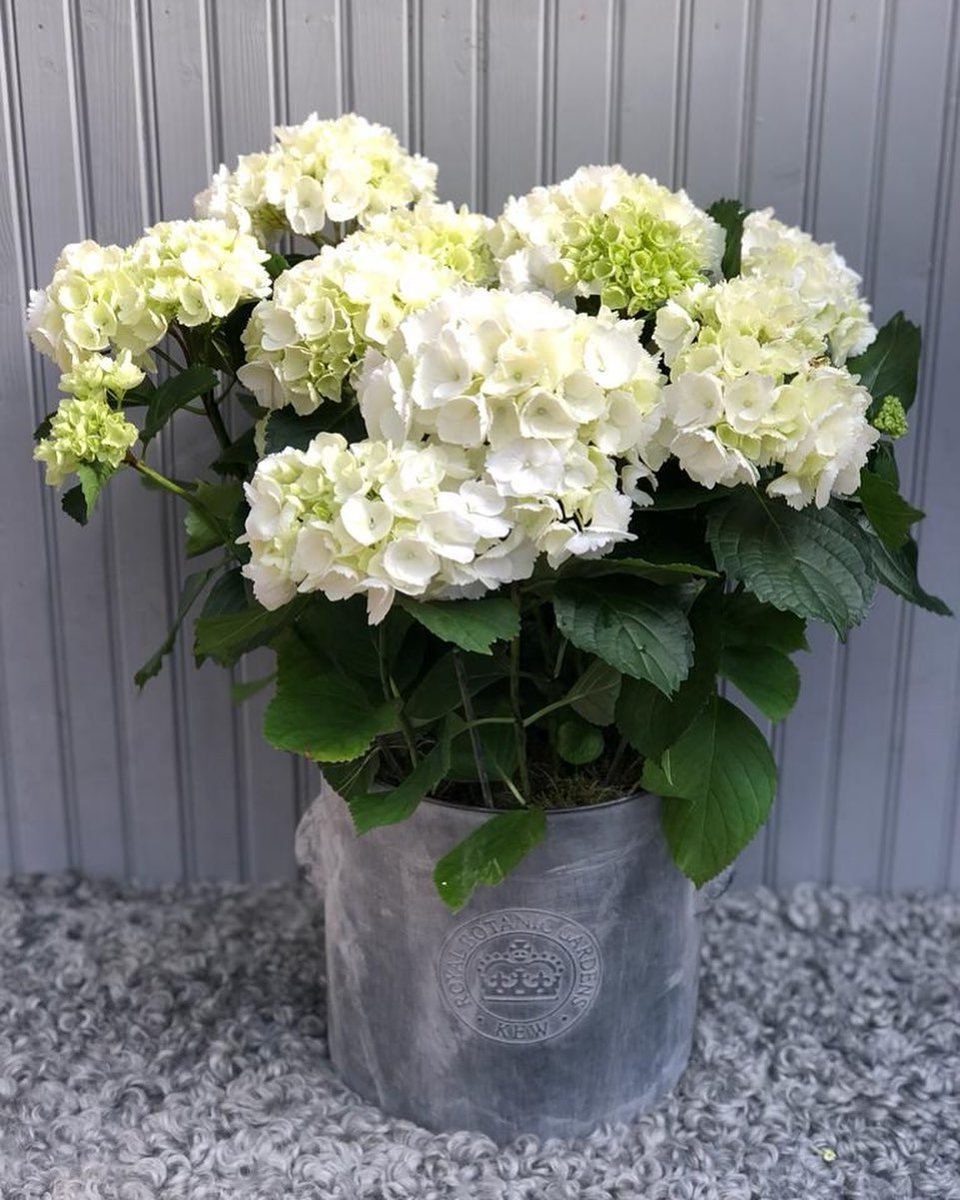 Happy Monday 🤍

The shop is full of seasonal fresh flowers, including these fabulous hydrangeas! 

Are you looking for a contemporary florist in Herts? If so, contact us via email or call to speak to a member of the dream team! 🎊

#kendallsflorist #stalbanslife #flowerstyle