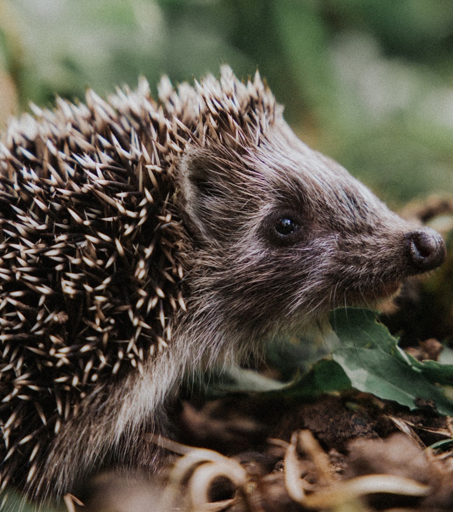 WildsideAC's tweet image. May half term is only two weeks away, so why not make the most of the extra long bank holiday weekend by getting close to nature. Our holiday programme is packed with activities that will appeal to all the family.  Go to bit.ly/3a4wyqo for details.