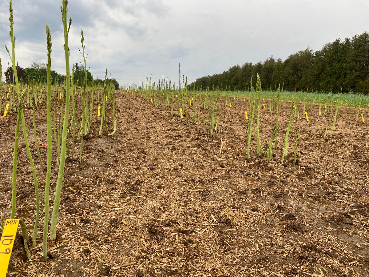 BYott01's tweet photo. #Localfresh #asparagus is at your grocery stores now!  Monday's #superfood fun fact:  Native from Siberia to S. Africa, it was brought to N. America by Europeans in 1655.  It is consumed by cultures across the world &amp; has been prized by epicures since Roman times. @onasparagus https://t.co/t8oFORoKb5