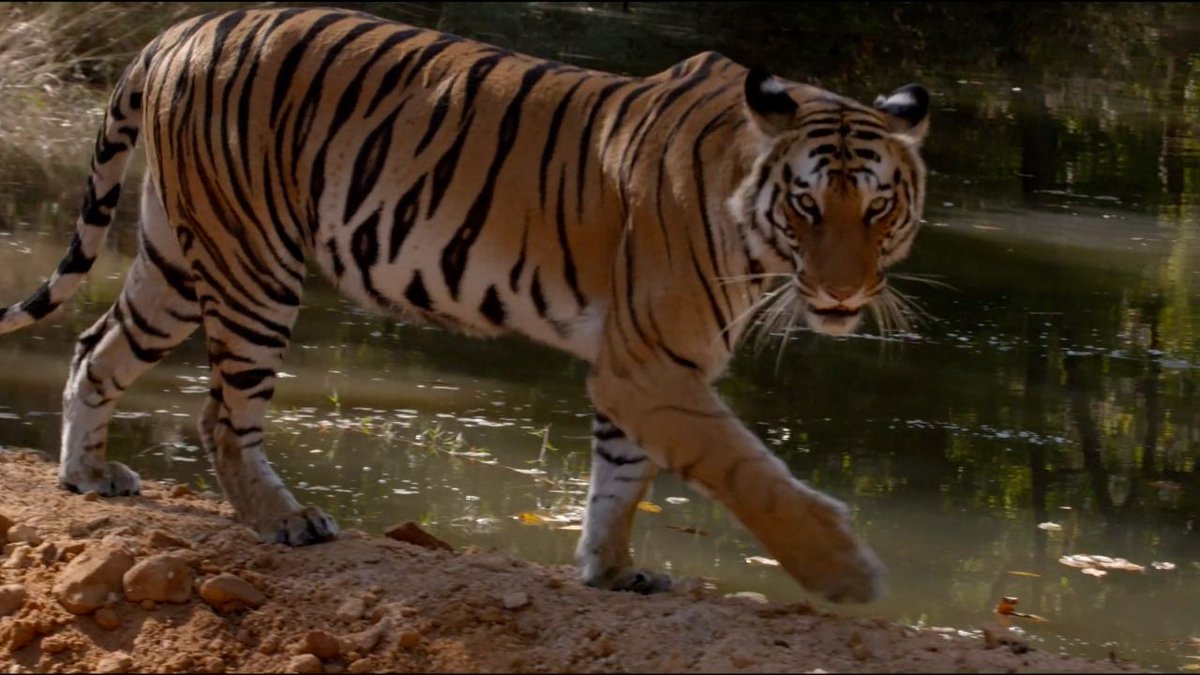 byadavbjp's tweet photo. Pleased to note Ramgarh Vishdhari Tiger Reserve has been notified today. The 52nd Reserve of India will conserve biodiversity and bring in ecotourism and development to the area. 

Under the leadership of PM Shri @narendramodi ji, we are committed to preserving our wildlife. https://t.co/8dPCzZEWaF