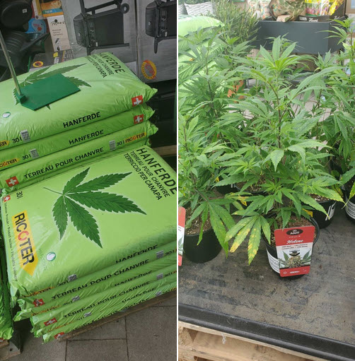 SWITZERLAND. Pop down your local garden centre and get the best in high CBD #cannabis clones and special soil for growing #drugspolicy landi.ch/shop/einjaehri…