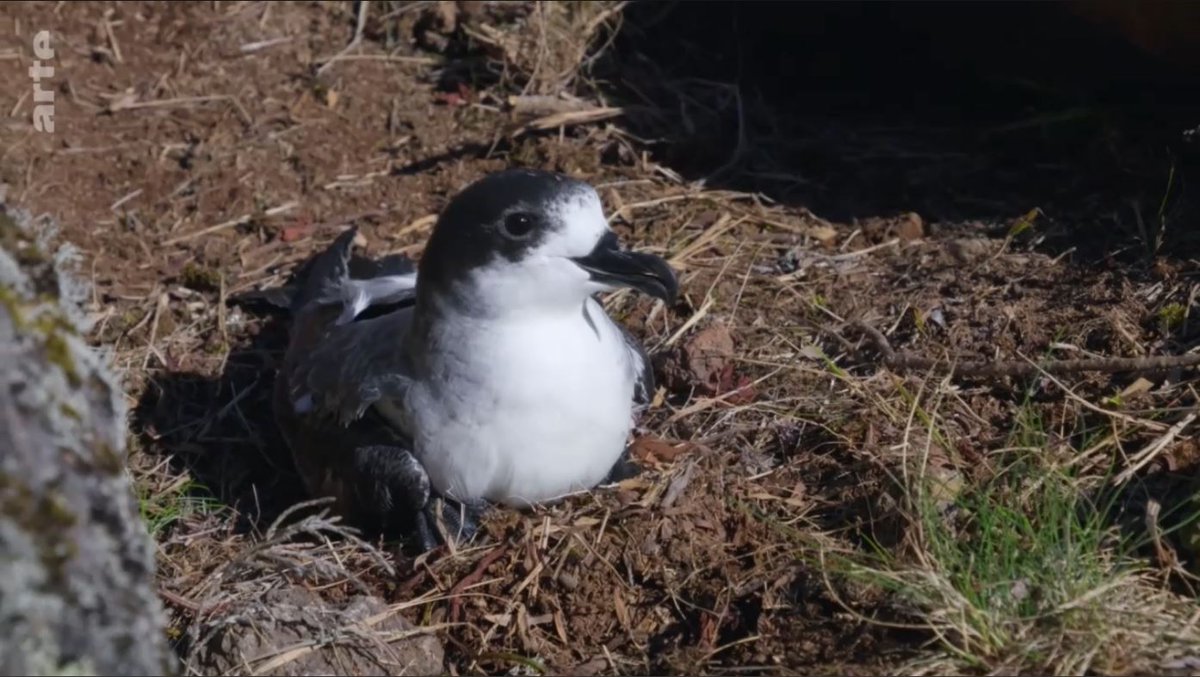 Réunion Tourisme tweet media
