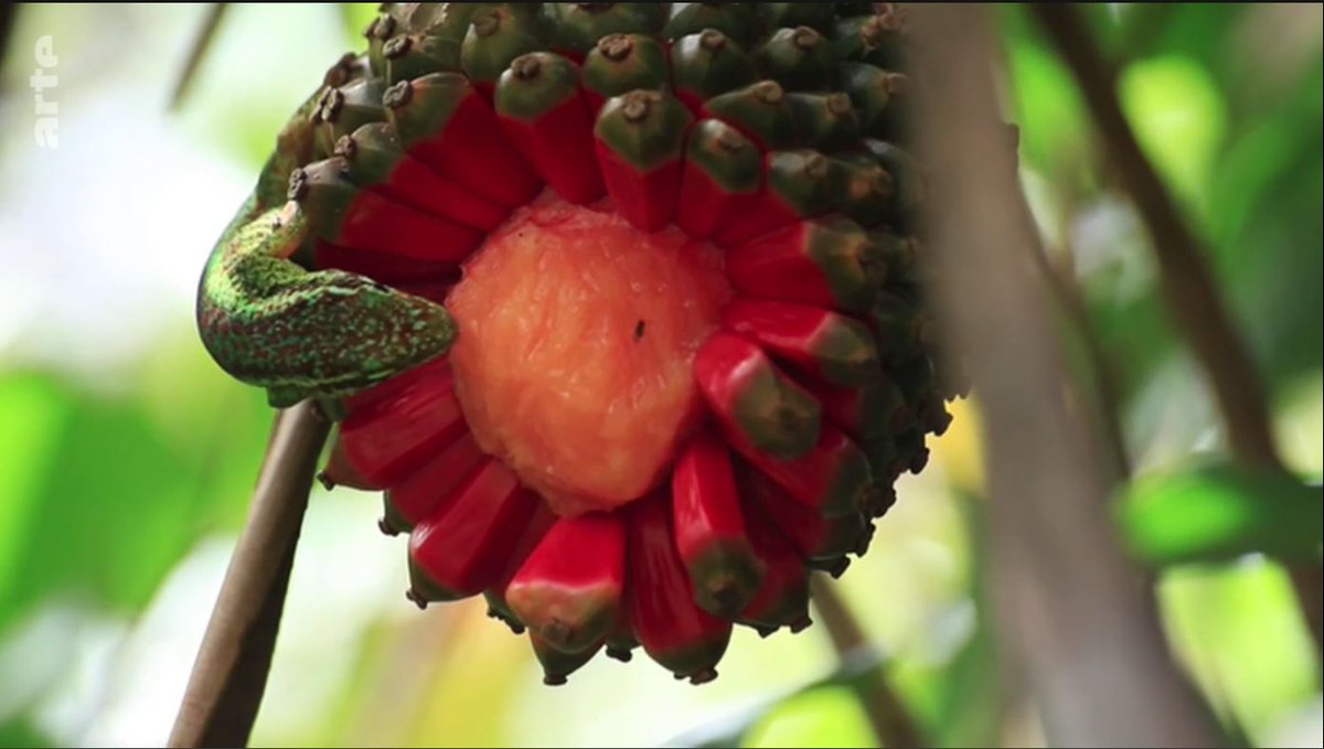 Réunion Tourisme tweet media