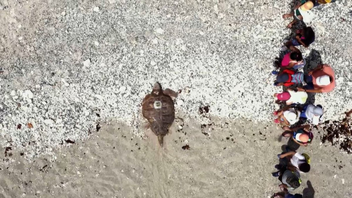 Réunion Tourisme tweet media